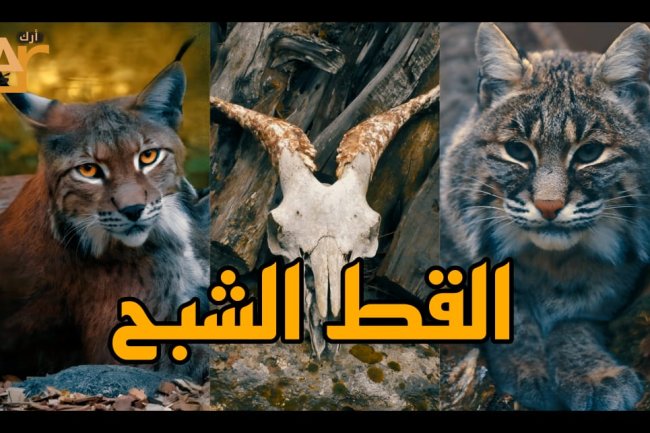 The legend of the ghost cat