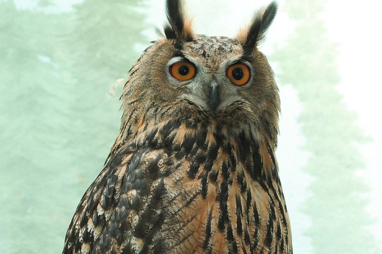 Manhattan Mourns Flaco: The Story of a Free-Spirited Owl's Journey and Legacy