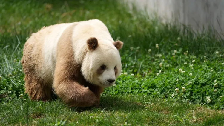 Unveiling the Mystery of Brown Giant Pandas A Genetic Insight